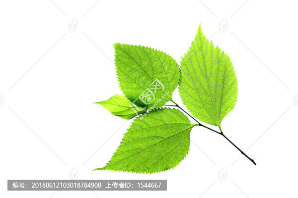 綠葉素材