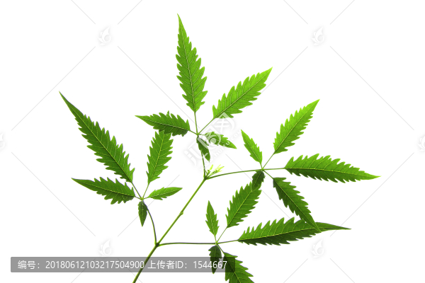 樹葉