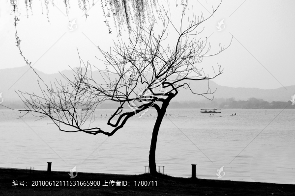 西湖邊的柳樹