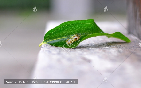洋辣子