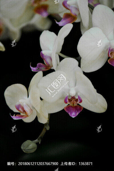 蝴蝶蘭,花卉展