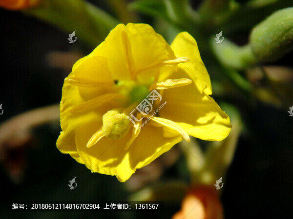 無名野花