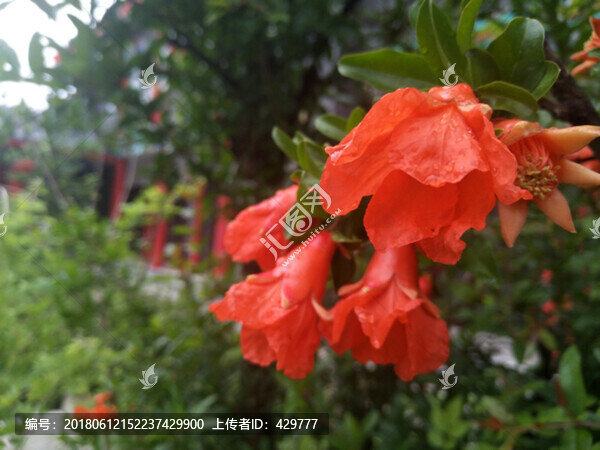 石榴花開