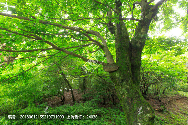 亮葉水青岡