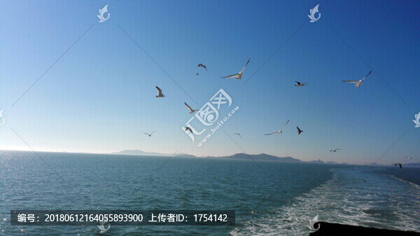 海鷗