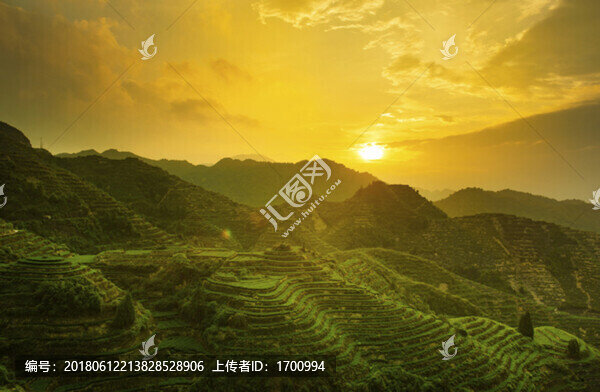安溪祥華鐵觀音烏龍茶茶園夕陽