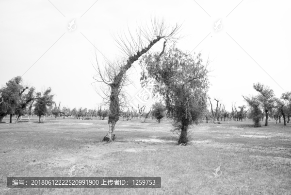 黑白怪樹林