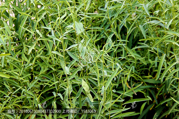 中藥植物,柴胡