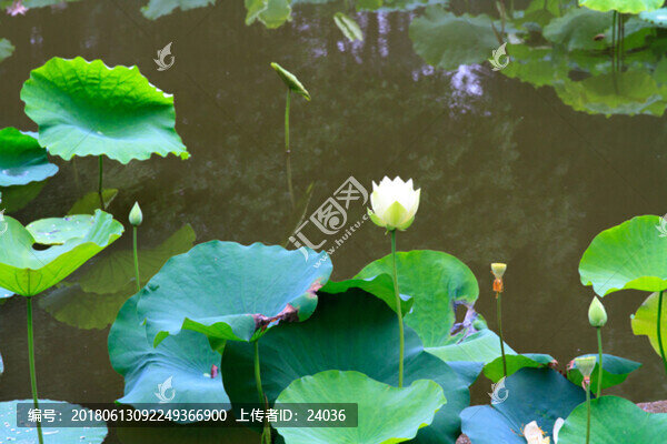 荷花