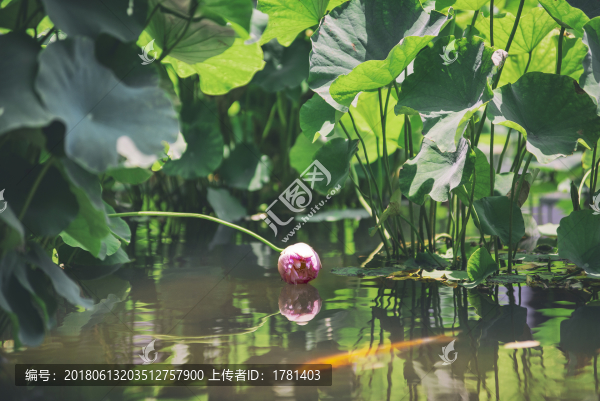 郭莊美荷