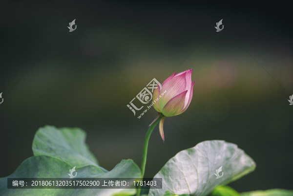 郭莊美荷