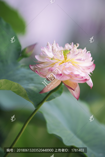 郭莊美荷