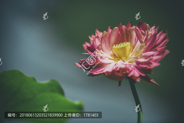 郭莊美荷