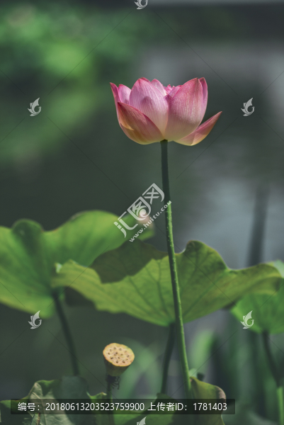 郭莊美荷