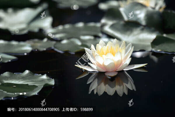 夢幻睡蓮