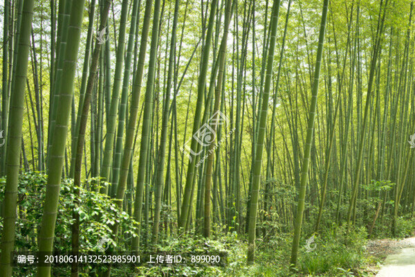 綠竹