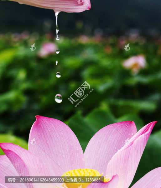 滴水荷花
