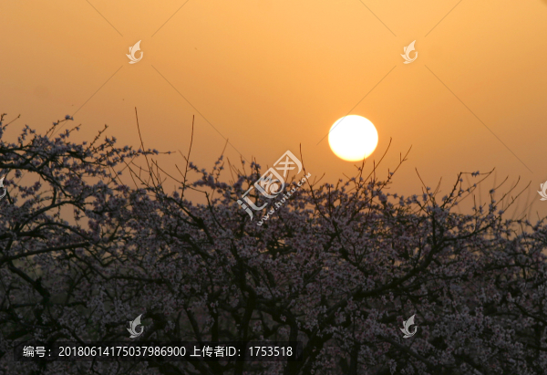 桃花,夕陽