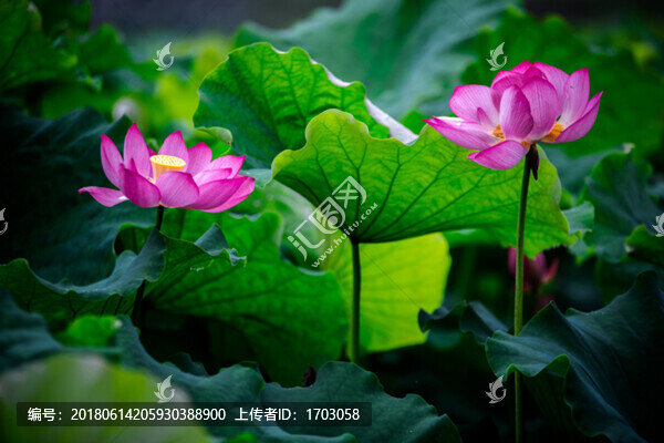 陽(yáng)山古村六月花