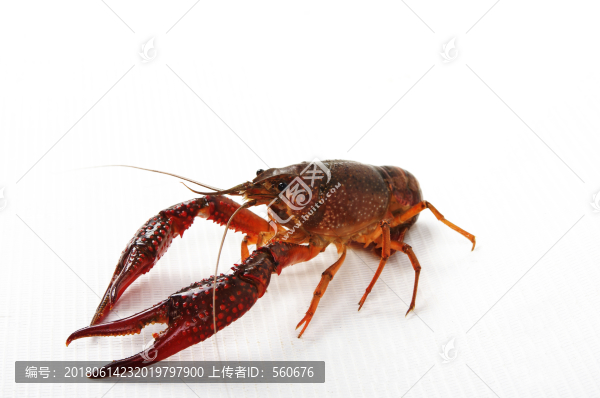小龍蝦