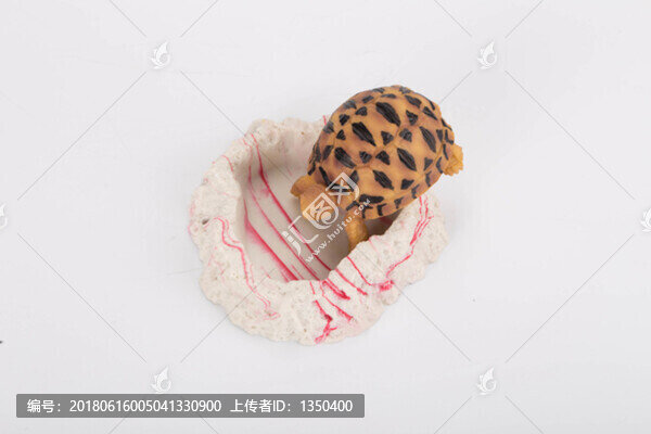 寵物烏龜模型