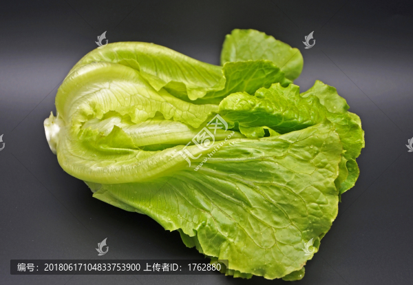 新鮮生菜