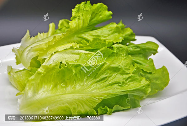 新鮮生菜