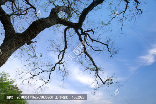 滿園春色