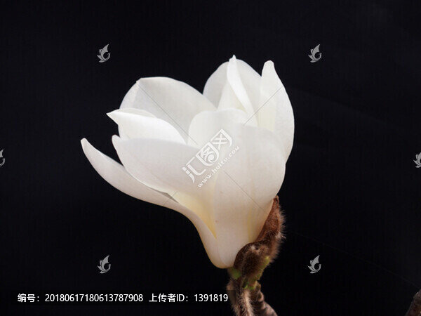 黑底白玉蘭花,玉蘭花