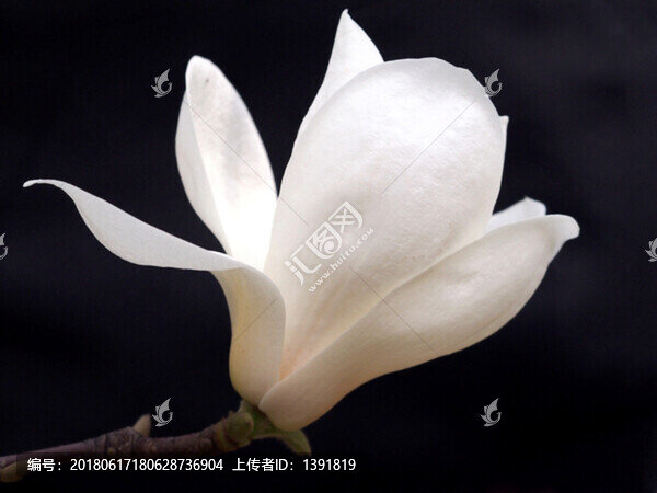 黑底白玉蘭花,玉蘭花