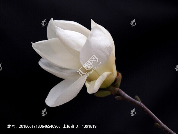 黑底白玉蘭花,玉蘭花
