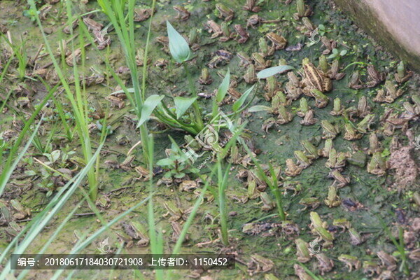 蛙,基地,（26）