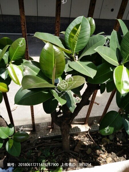 花,樹,枝,樹葉,葉子,綠色