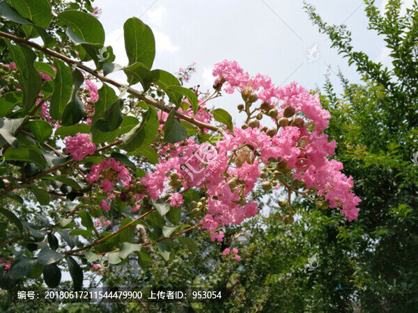 花,樹,枝,樹葉,葉子,綠色