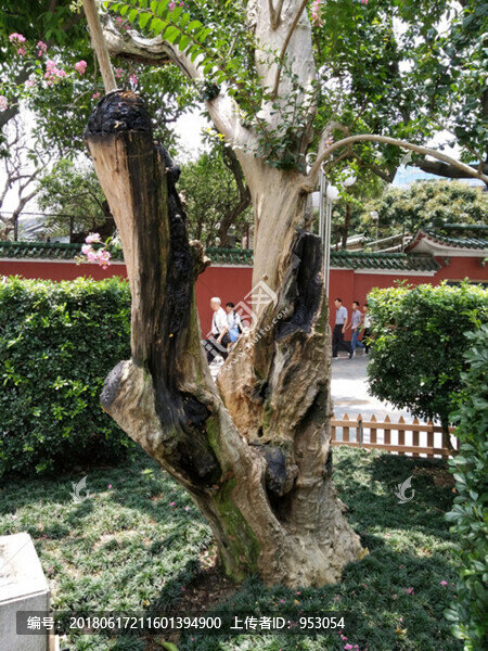 花,樹,枝,樹葉,葉子,綠色