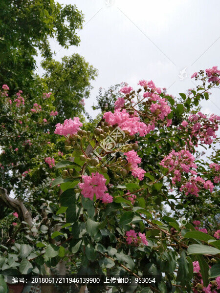 花,樹,枝,樹葉,葉子,綠色