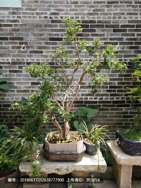 花,樹,枝,樹葉,葉子,綠色