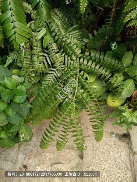 花,樹,枝,樹葉,葉子,綠色