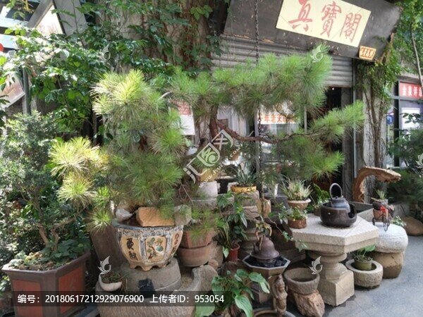 花,樹,枝,樹葉,葉子,綠色