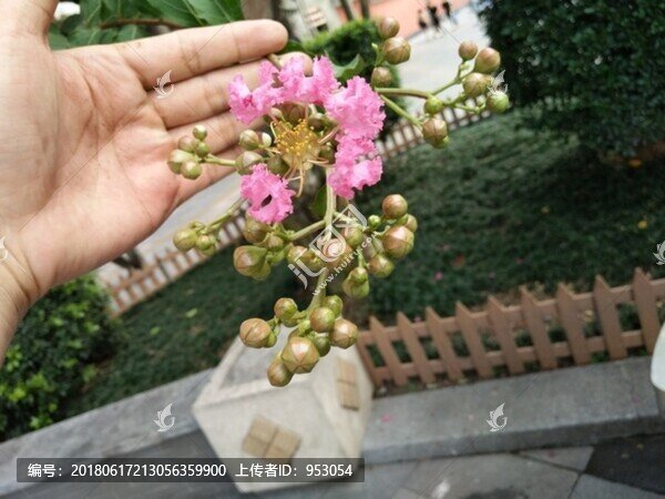 花,樹,枝,樹葉,葉子,綠色