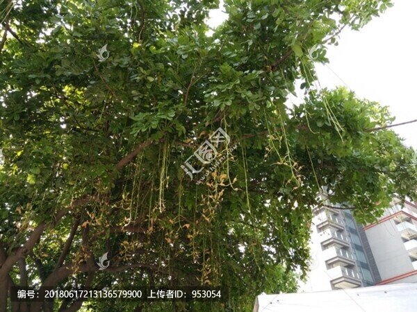 花,樹,枝,樹葉,葉子,綠色