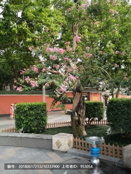 花,樹(shù),枝,樹(shù)葉,葉子,綠色