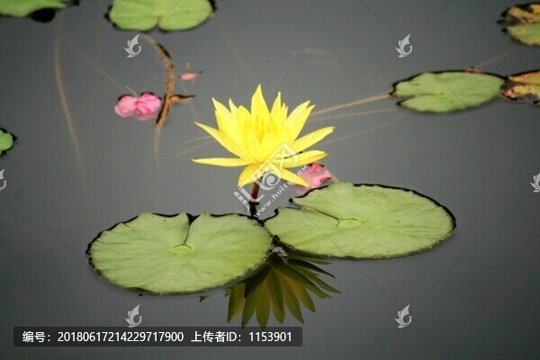 睡蓮
