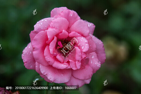 月季花