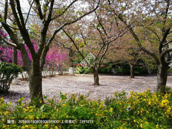 春季,青島,中山公園