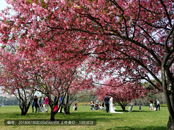 春季,青島,中山公園
