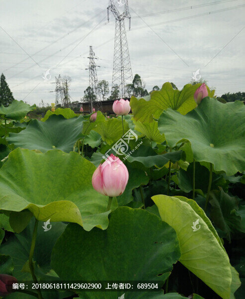 荷花