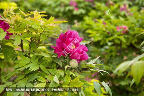 菏澤,曹州牡丹園,牡丹花