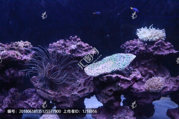 海洋生物