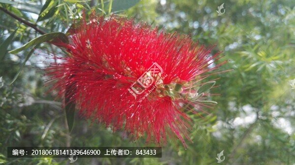 花卉